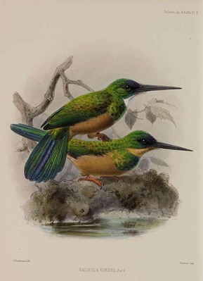 13700
          <br/>
          A monograph of the Jacamars and Puff-Birds or families Galbulidae and Bucconidae.
          <br/>
          <em></em>